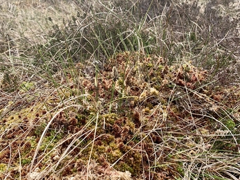 Sphagnum cuspidatum; some strands of the moss are drying and bleaching in the sun