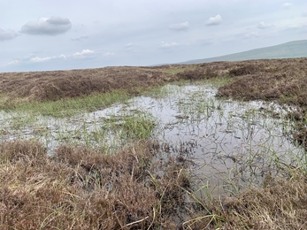 A newly formed bog pool at the top of Cray Moss