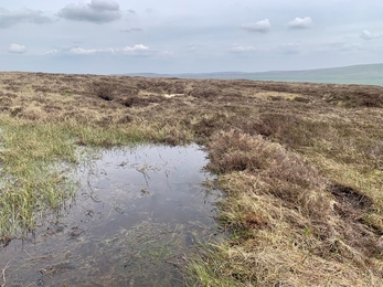 A newly formed bog pool at the top of Cray Moss