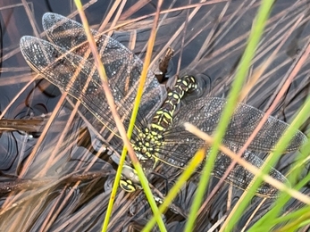 A female common hawker dragonfly laying eggs (ovipositing) in the water 