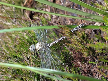 Closeup image of a common hawker dragonfly perched on some heather