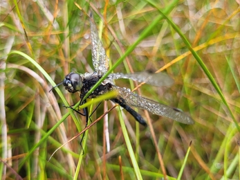 Closeup image of a black darter dragonfly perched on some vegetation with raindrops on its wings