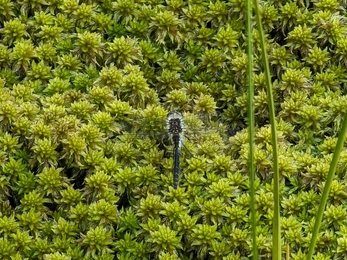 A black darter dragonfly sitting on a hummock of sphagnum moss