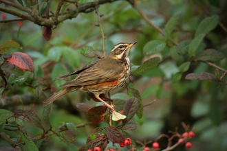 Redwing