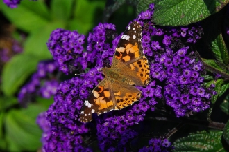 Painted Lady butterfly