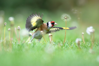 goldfinch