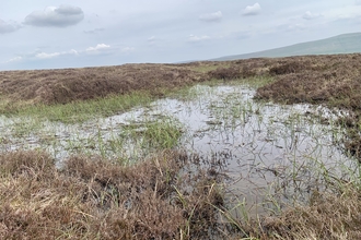 A newly formed bog pool at the top of Cray Moss