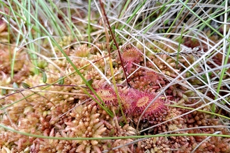  A carnivorous sundew plant nestled amongst Sphagnum medium