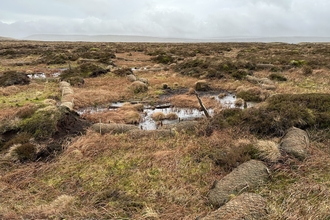 Restored peatland covered in blanket bog vegetation