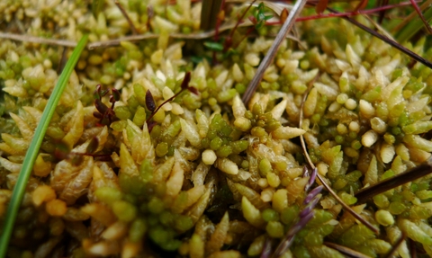 Image of Sphagnum papillosum © Emma Goodyer