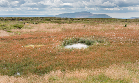 A bog pool at the top of Fleet Moss