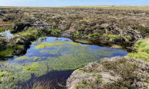 Bog plants growing in a pool formed by a peat bund