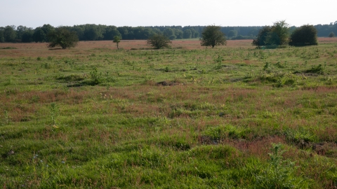 Lowland dry acid grassland | Yorkshire Peat Partnership