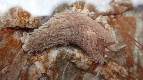 Grey sea slug