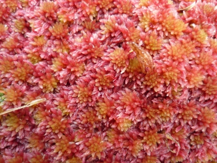 Image of Sphagnum capillifolium © Gordon Haycock of Haycock and Jay Associates Ltd