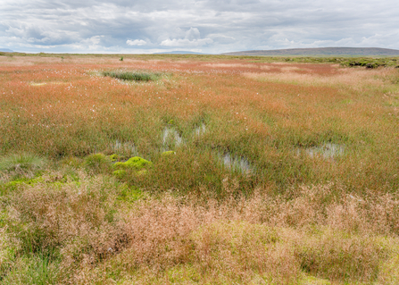 Cottongrass filled pool on blanket bog at Fleet Moss.