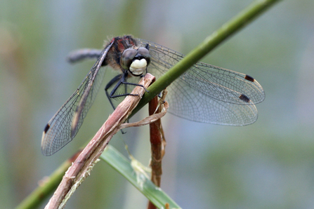 A male white-faced darter dragonfly perched on a grass stem, displaying the distinctive creamy face-plate