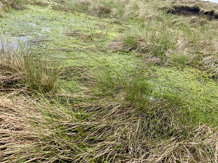 A blocked gully holding water on the moor; the resulting pool is filling with sphagnum and cottongrass