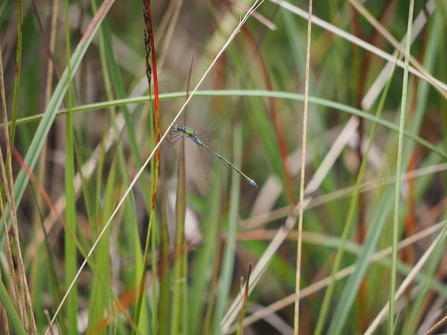 A male emerald damselfly sitting on cottongrass