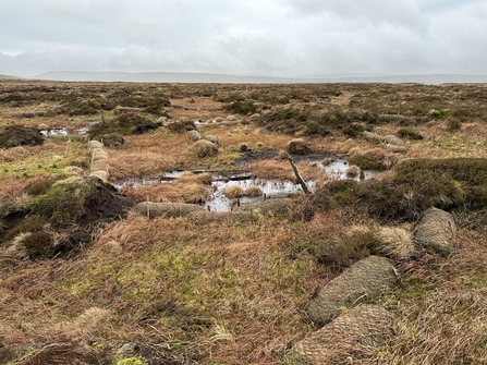 Restored peatland covered in blanket bog vegetation