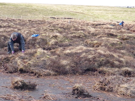 YPP staff crouched on a peatland, planting cottongrass in the bitter cold