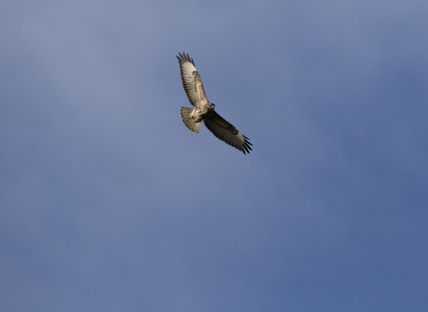 Common buzzard in flight