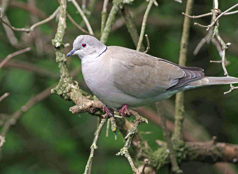 Collared dove