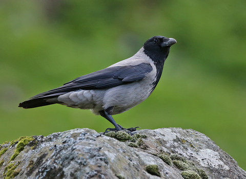 Hooded Crow