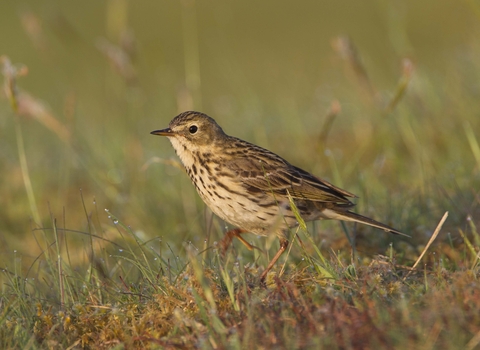 Meadow pipit