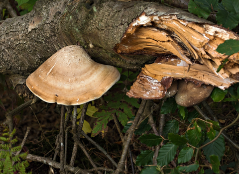 Birch Polypore