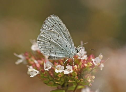 Holly Blue butterfly