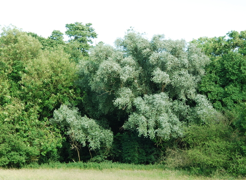 White Willow