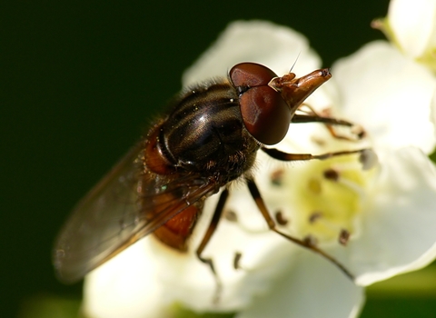 Heineken Fly