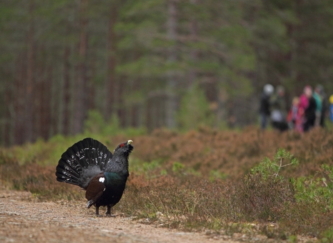 Male capercaillie