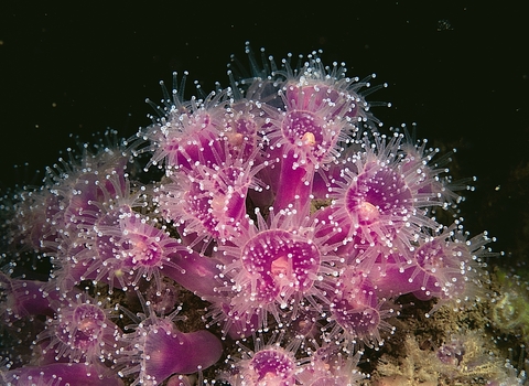 Jewel anemone