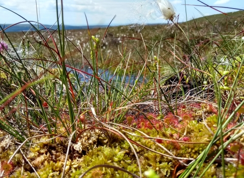 Cottongrass, sphagnum and sundews growing on peatland.