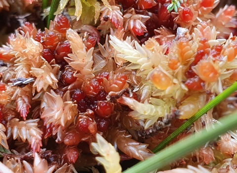 Sphagnum palustre in Bransdale