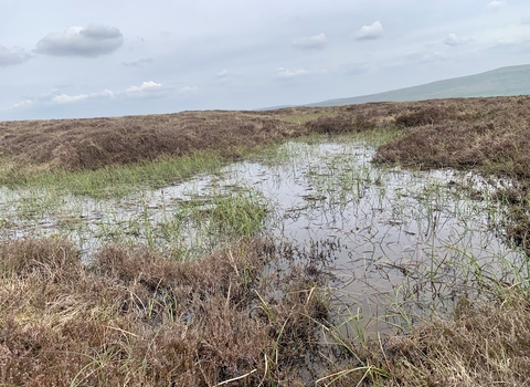 A newly formed bog pool at the top of Cray Moss