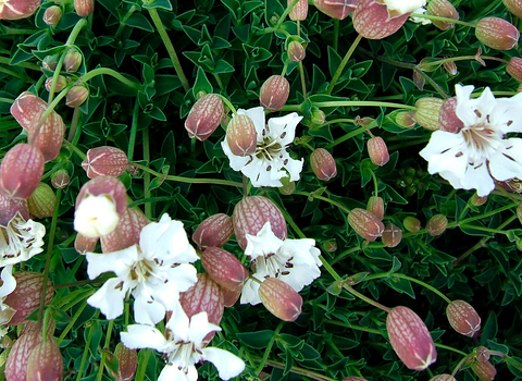 sea campion